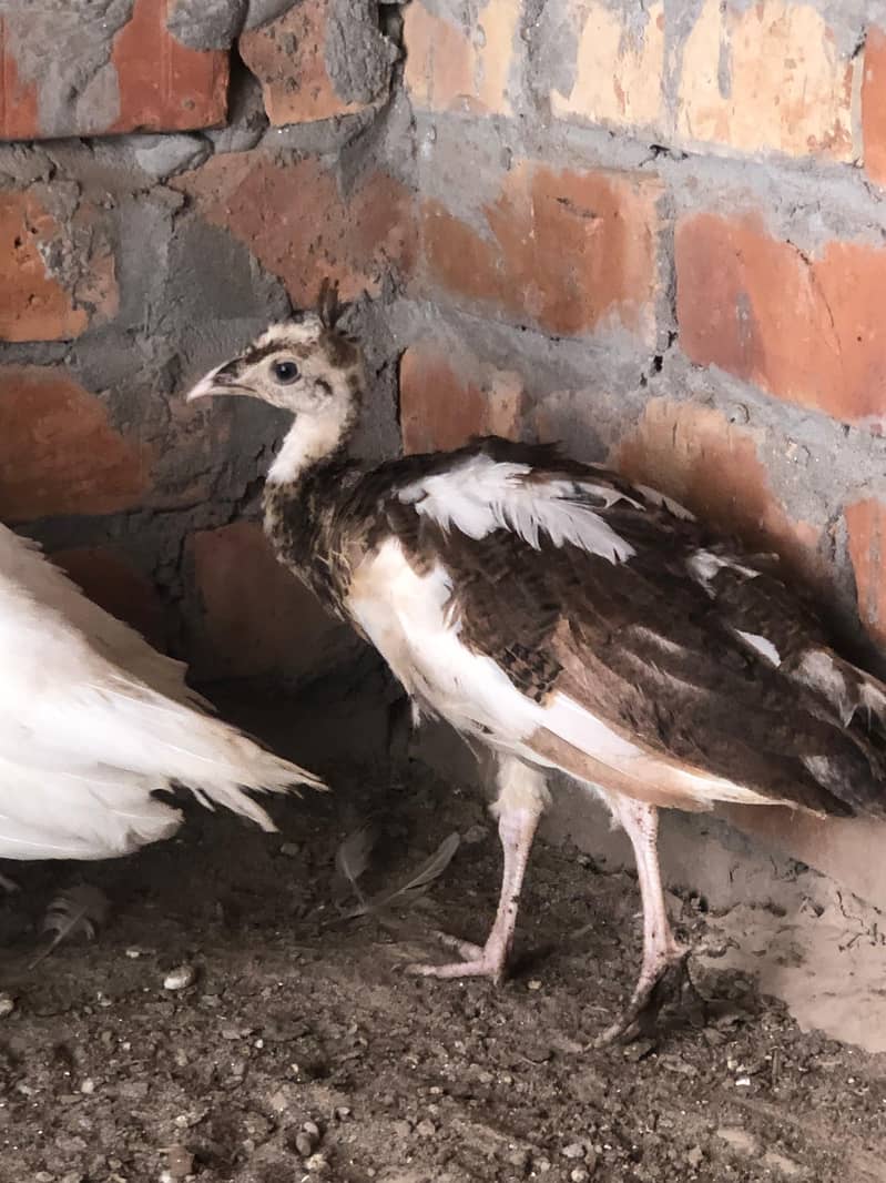 peacocks 8