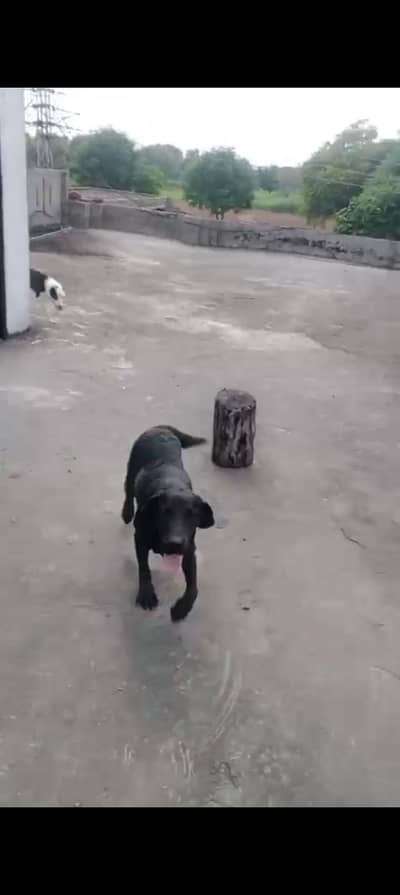 Labrador female for sale