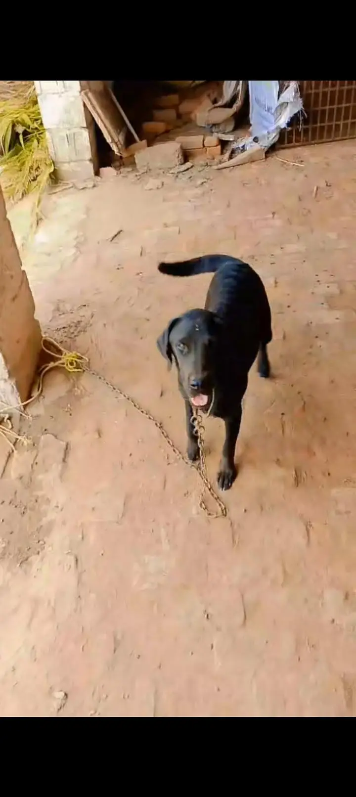 Labrador female for sale — photo 2