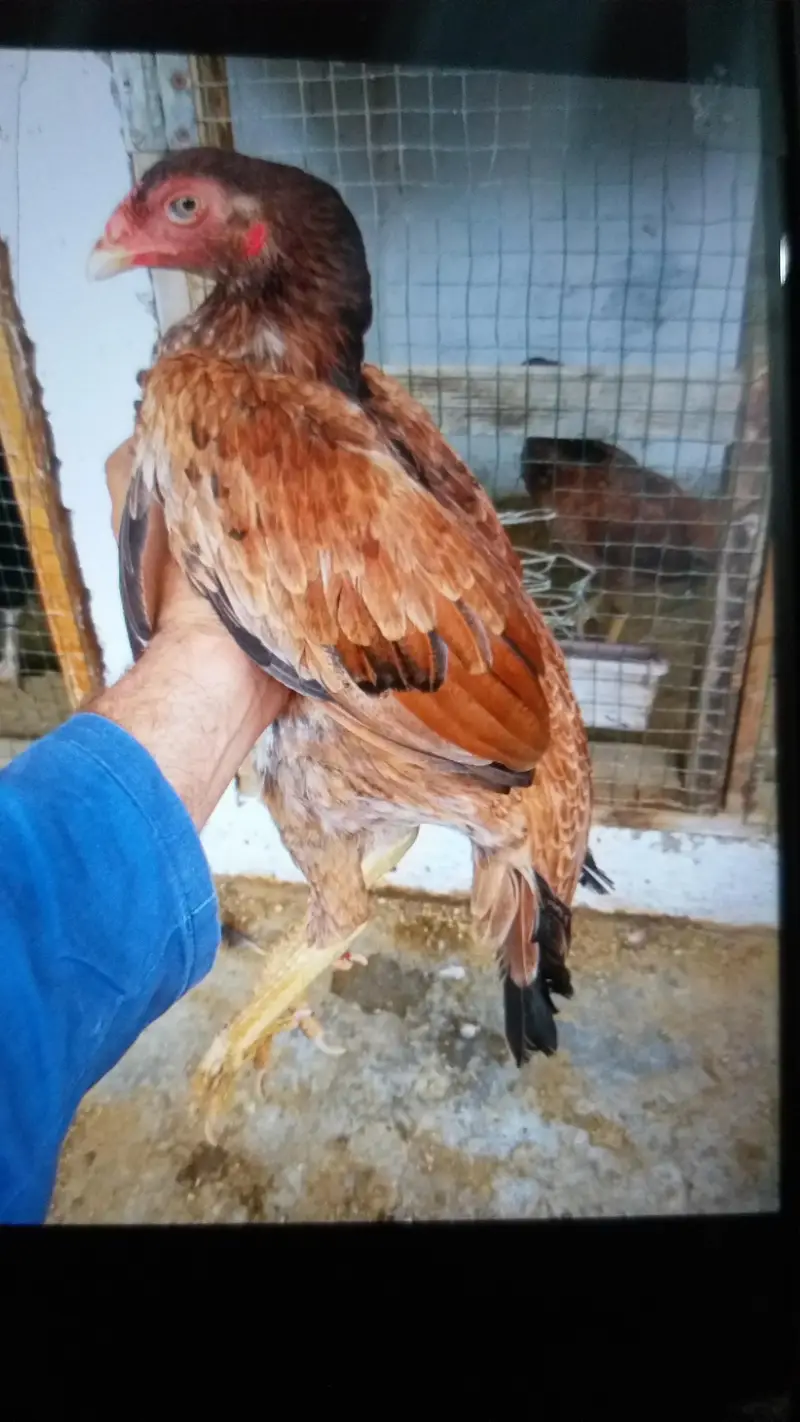 aseel — photo 3