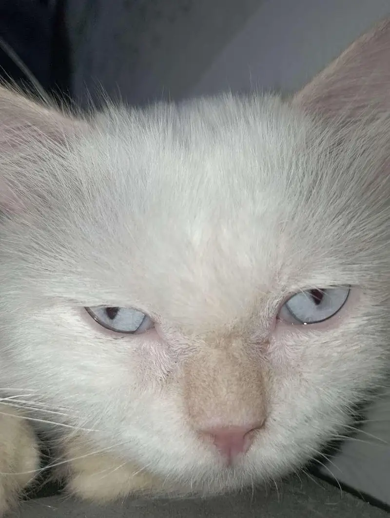 Persian sky blue eyes punch face triple coat male cat — photo 2