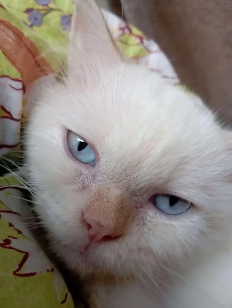 Persian sky blue eyes punch face triple coat male cat — photo 3