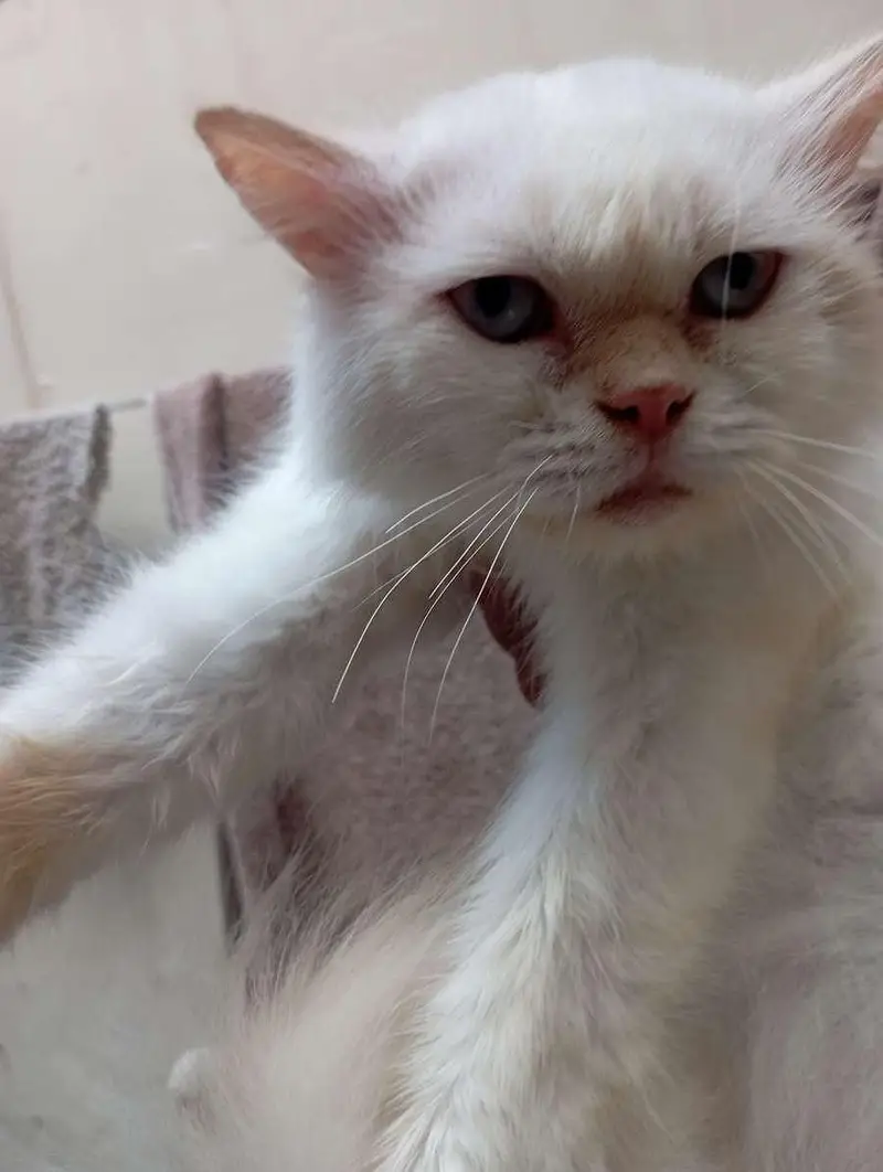 Persian sky blue eyes punch face triple coat male cat — photo 4