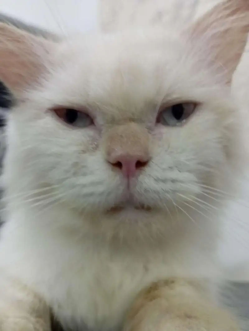 Persian sky blue eyes punch face triple coat male cat — photo 5