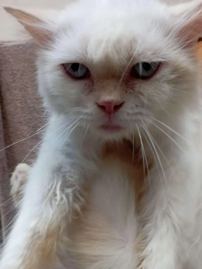 Persian sky blue eyes punch face triple coat male cat — photo 6
