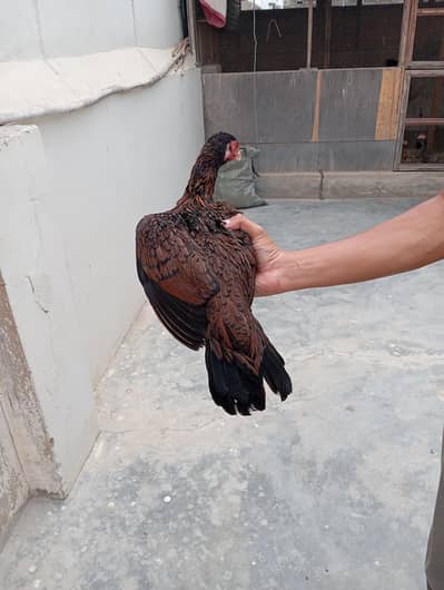 Aseel females and breeder pair