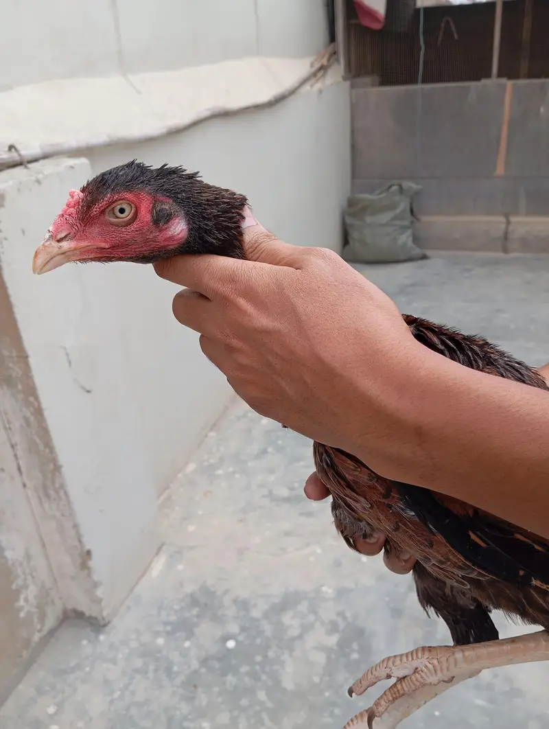 Aseel females and breeder pair — photo 2
