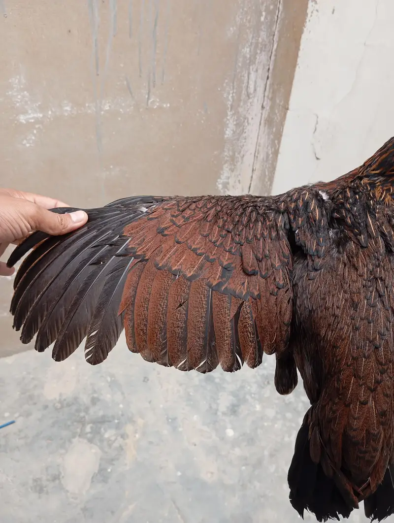 Aseel females and breeder pair — photo 3