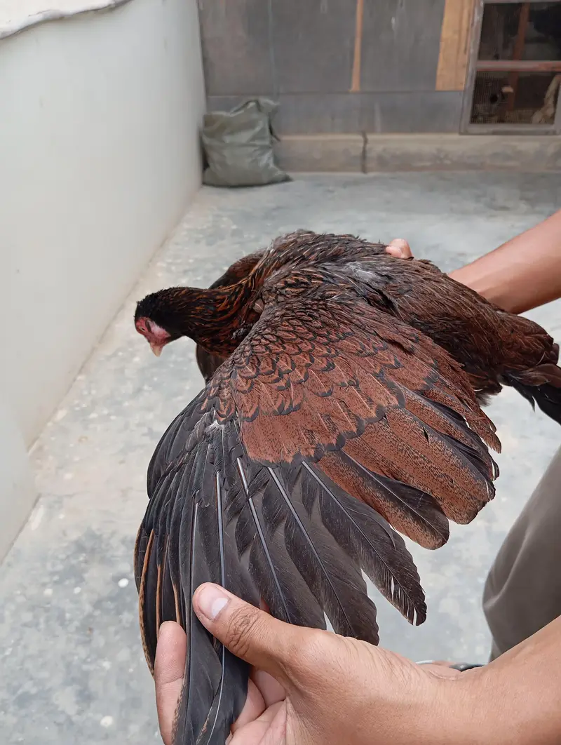 Aseel females and breeder pair — photo 4