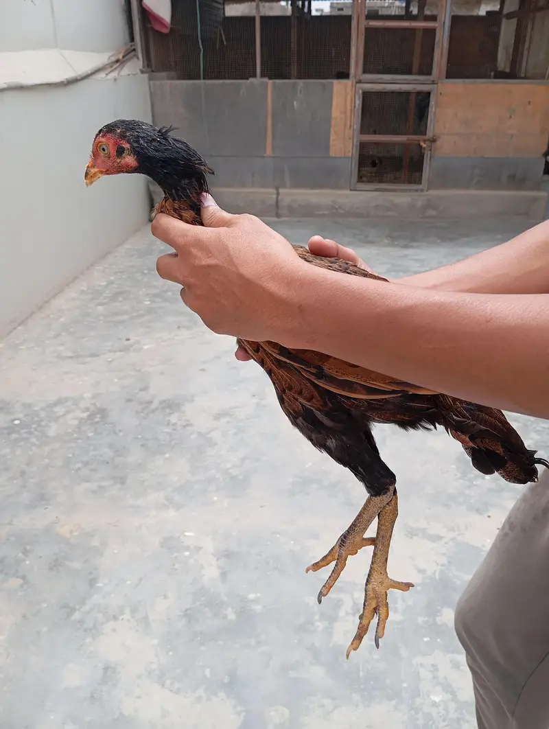Aseel females and breeder pair — photo 5