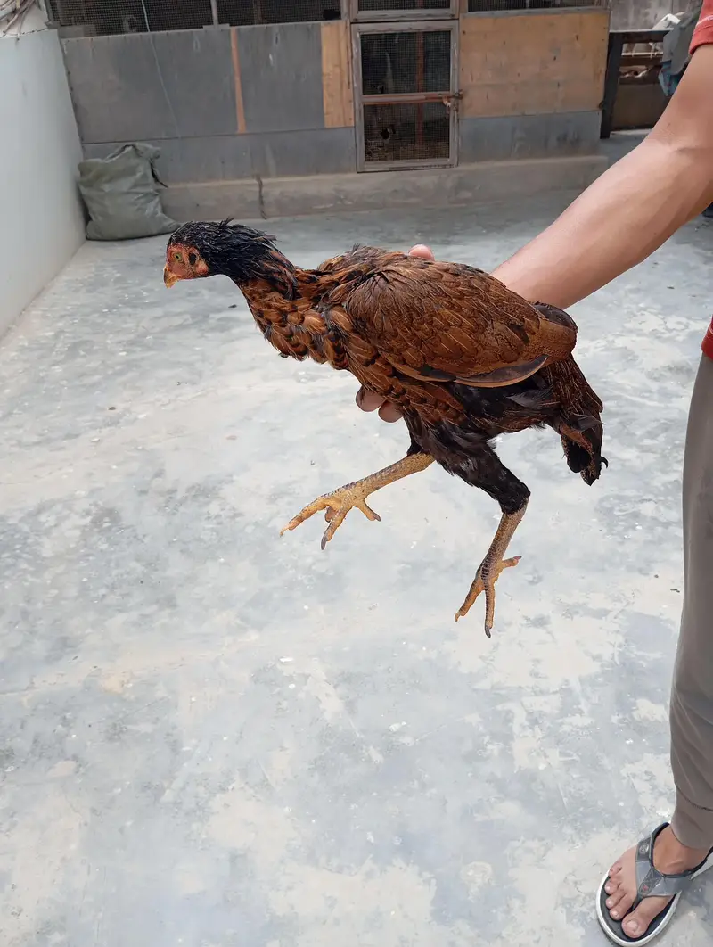 Aseel females and breeder pair — photo 6