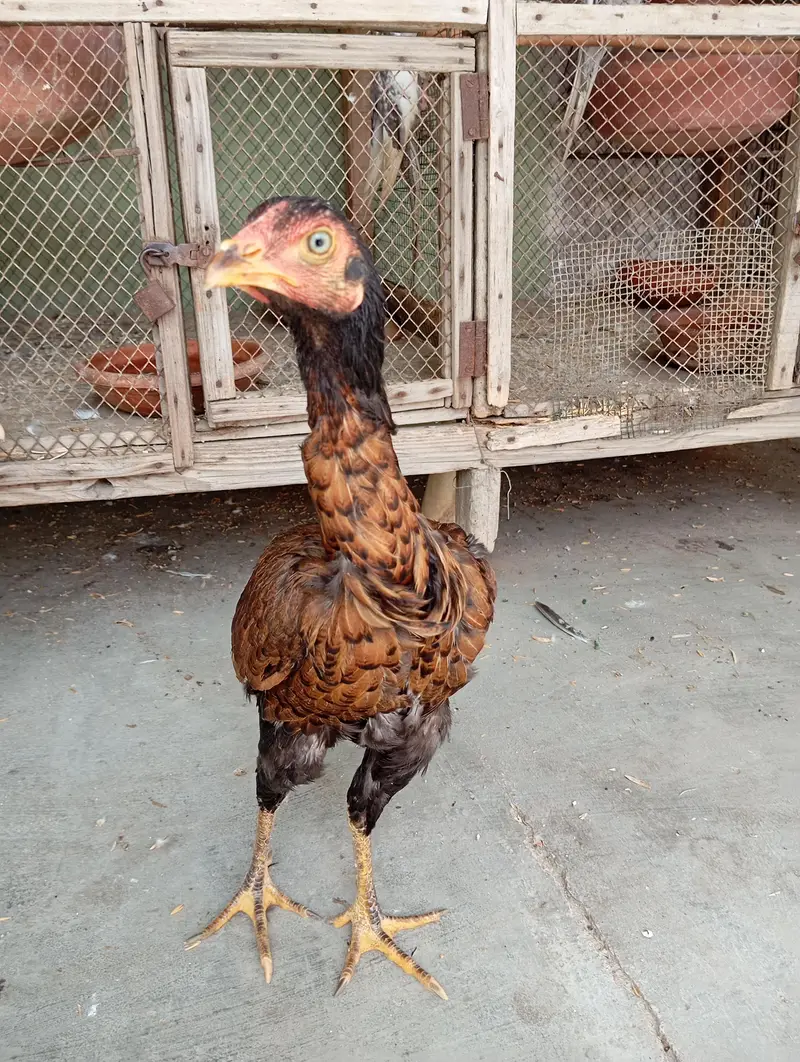 Aseel females and breeder pair — photo 8