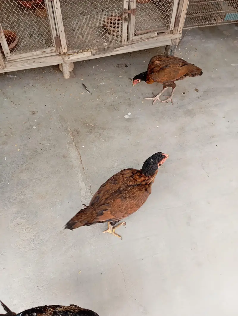 Aseel females and breeder pair — photo 9