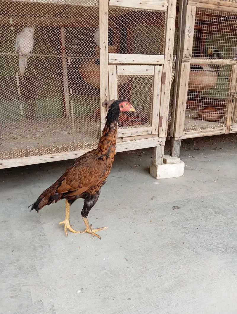 Aseel females and breeder pair — photo 10