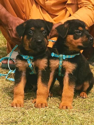 Rottweiler Puppy | Rottweiler Puppy pair For Sale | Pupps For Sale