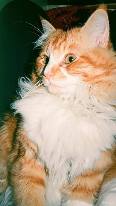 Pure real Persian he 1.5 years ka he vaccinated triple coad
