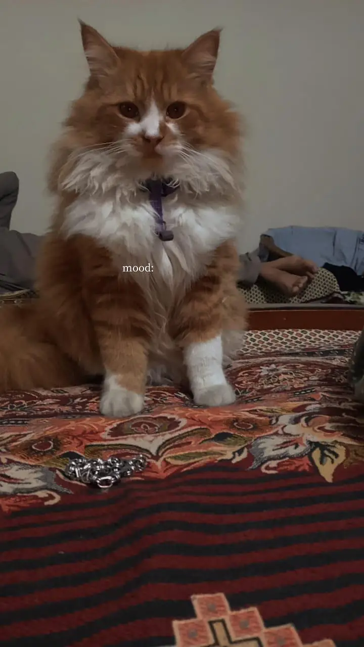 Pure real Persian he 1.5 years ka he vaccinated triple coad — photo 2
