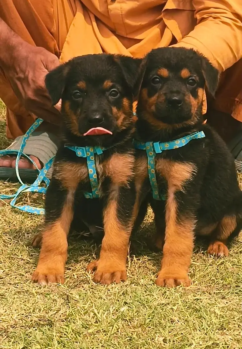 Rottweiler Puppy pair For Sale | Rottweiler Puppy | Pupps For Sale — photo 2