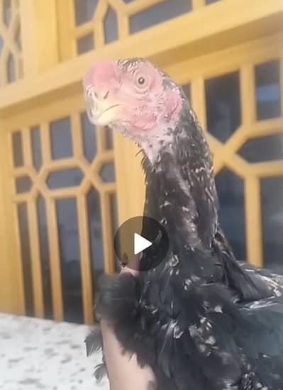 parrot beak 2 paty
