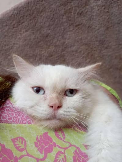Persian sky blue eyes punch face triple coat male cat
