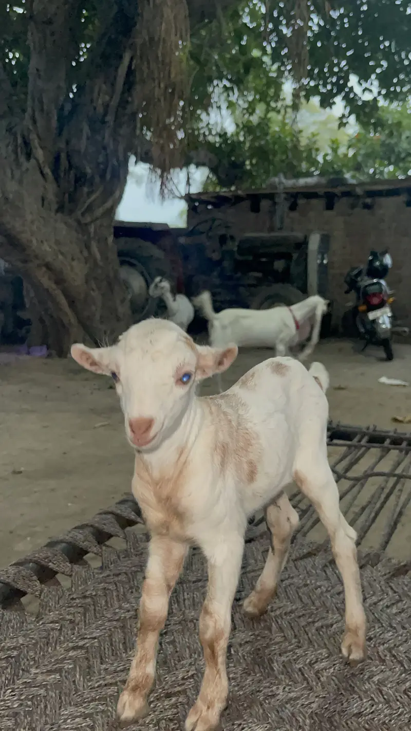 Male for sale 7 din age — photo 2