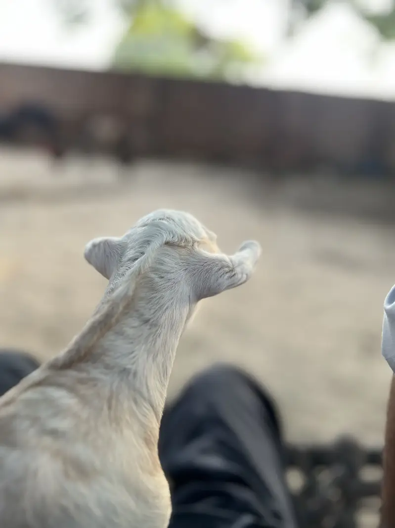 Male for sale 7 din age — photo 3