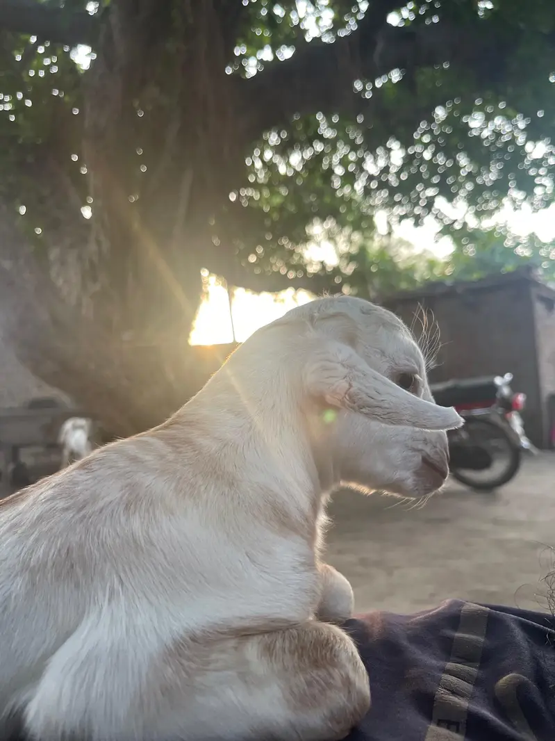 Male for sale 7 din age — photo 4