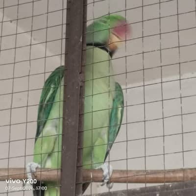 hand tame parrot