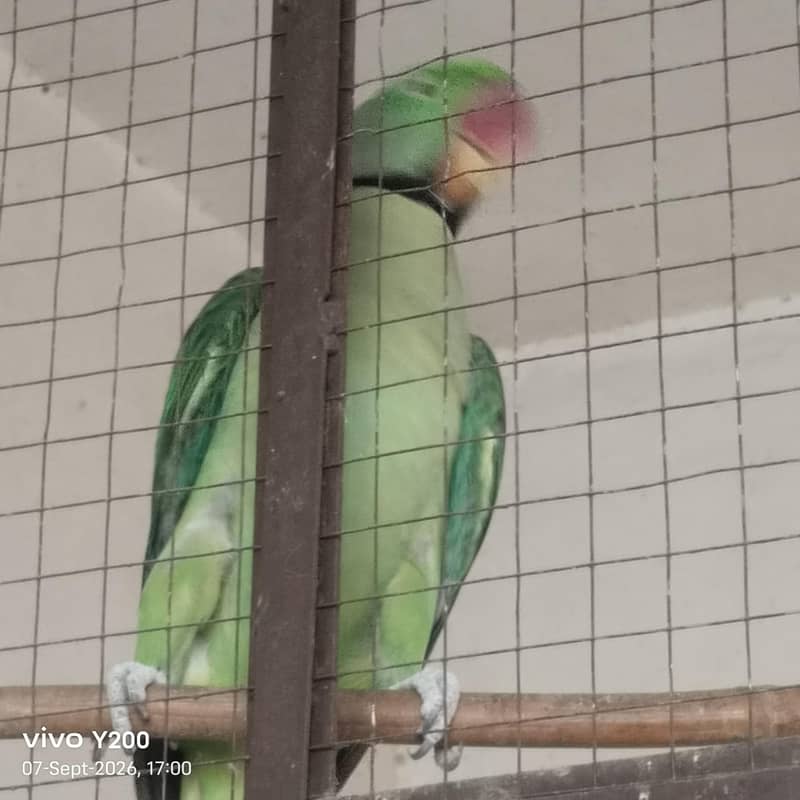 raw parrot 0