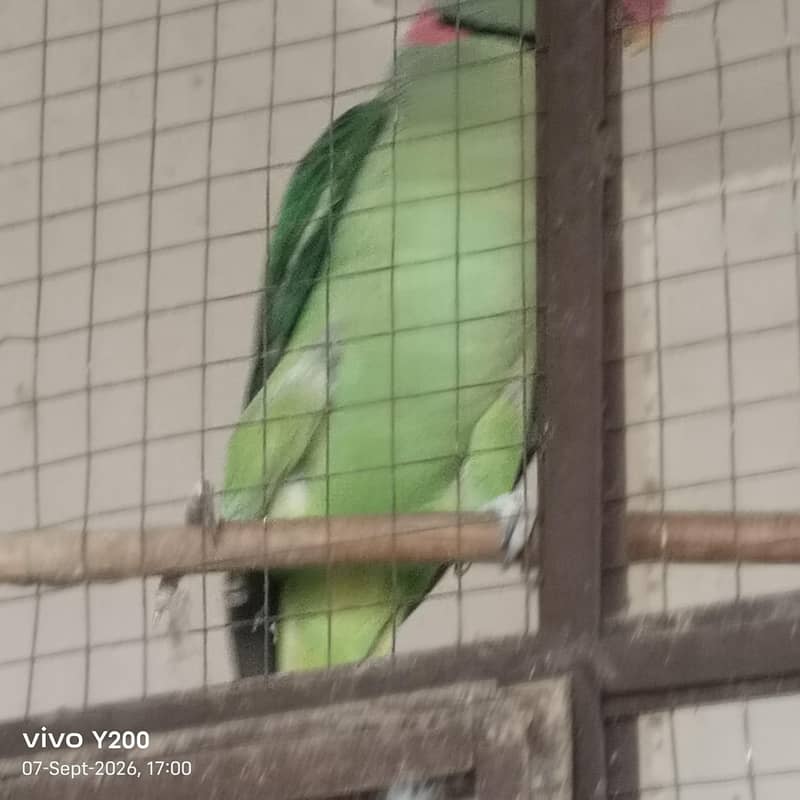 raw parrot 1