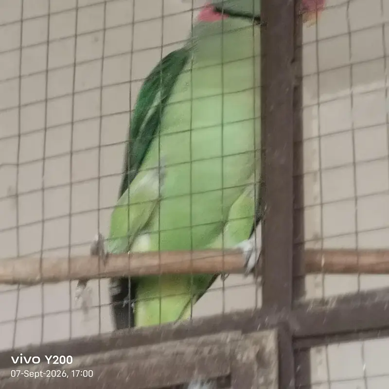 hand tame parrot — photo 2