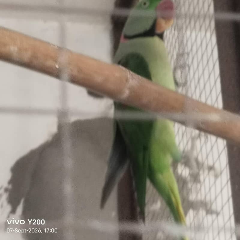 raw parrot 2