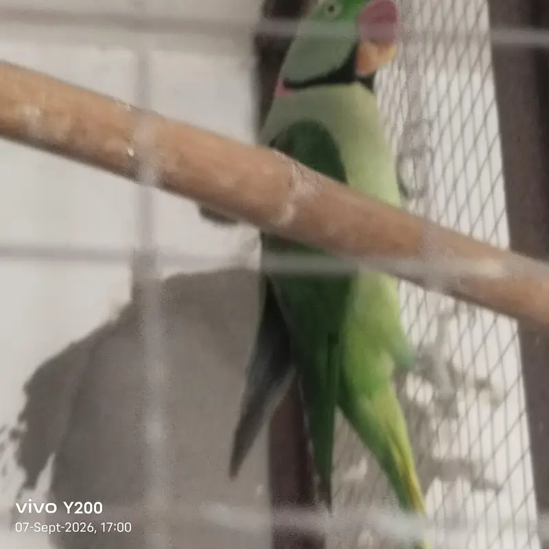 hand tame parrot — photo 3