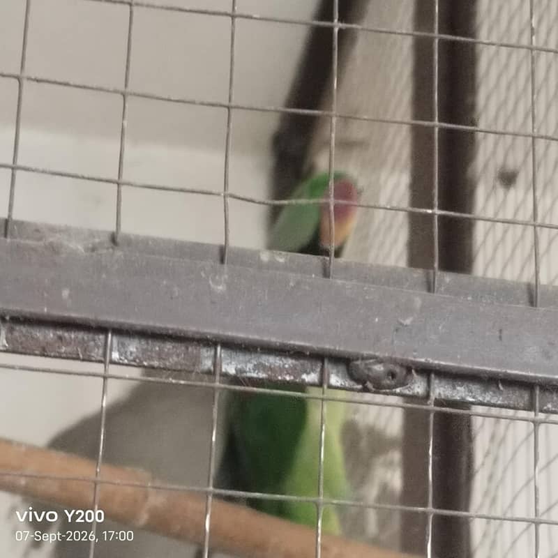 raw parrot 3