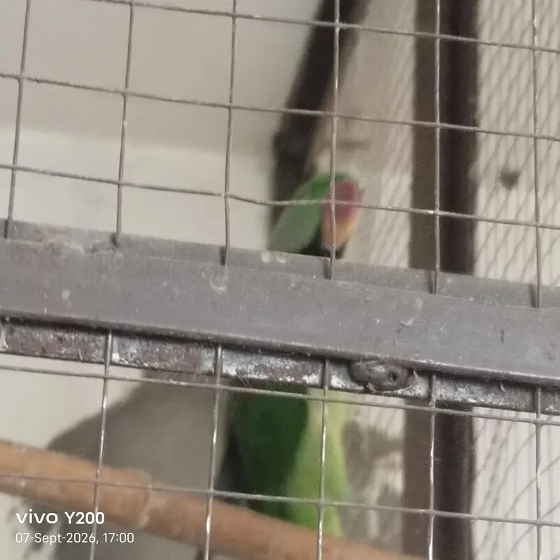 hand tame parrot — photo 4
