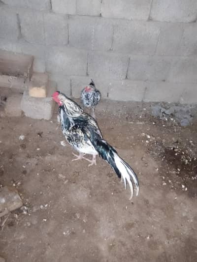 breeding pair