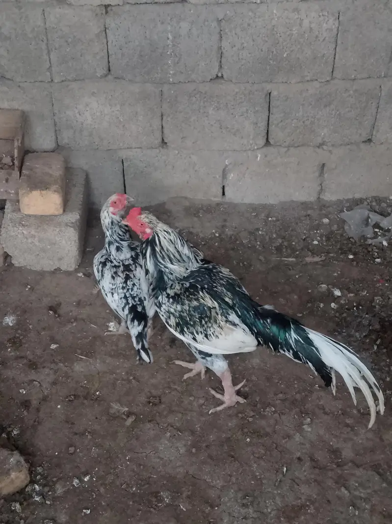 breeding pair — photo 2
