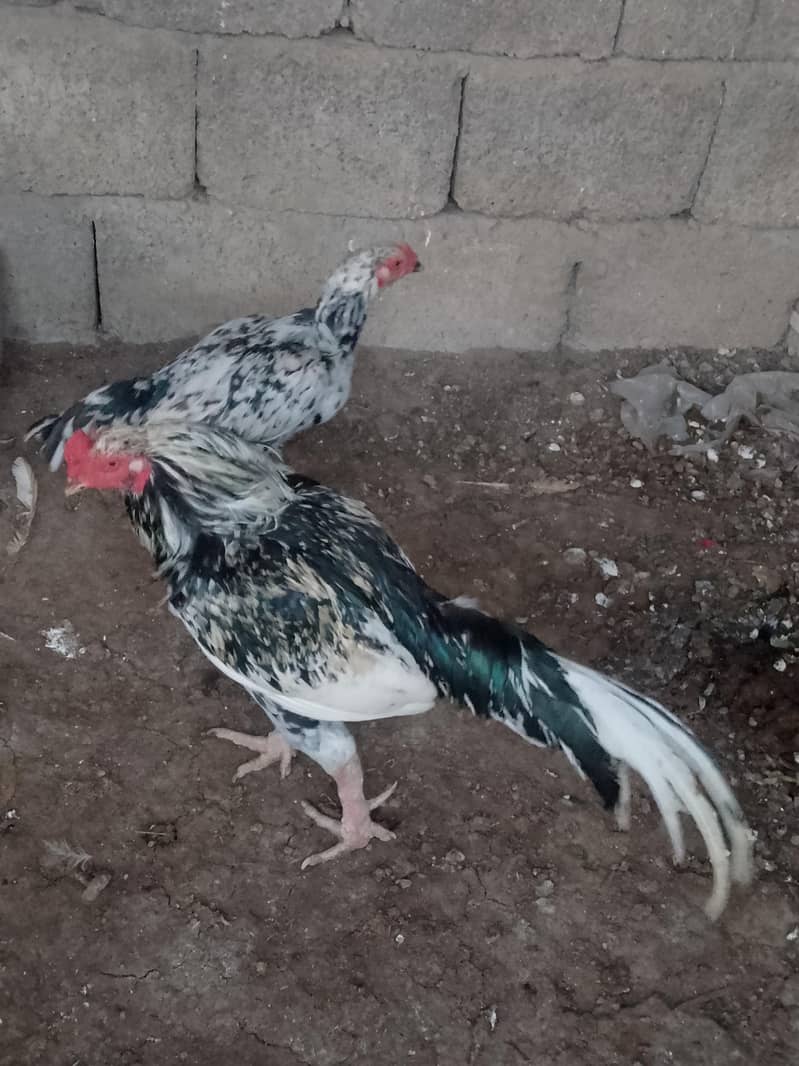 breeding pair 2
