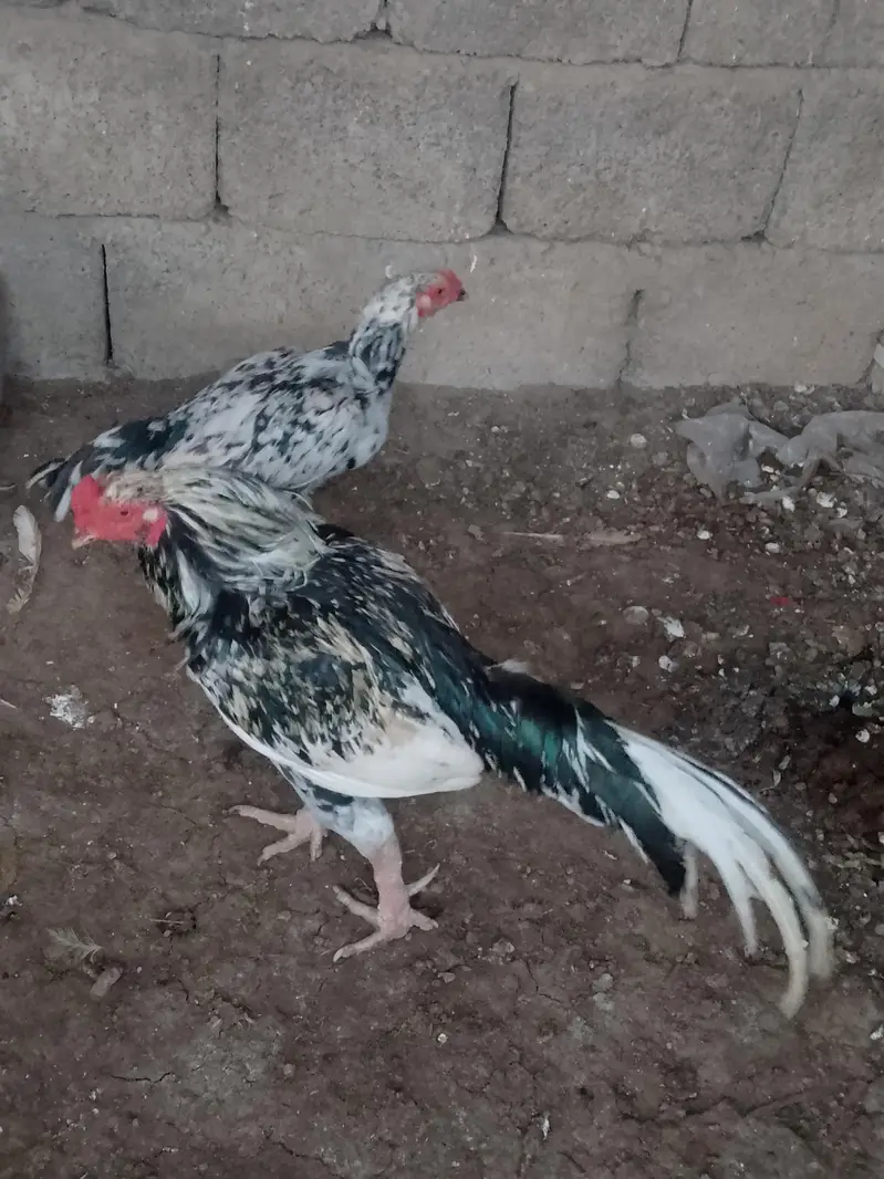 breeding pair — photo 3