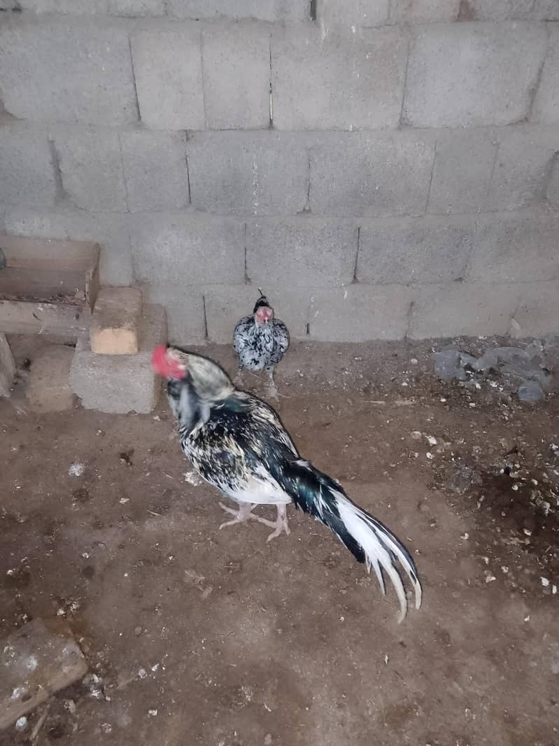 breeding pair 3