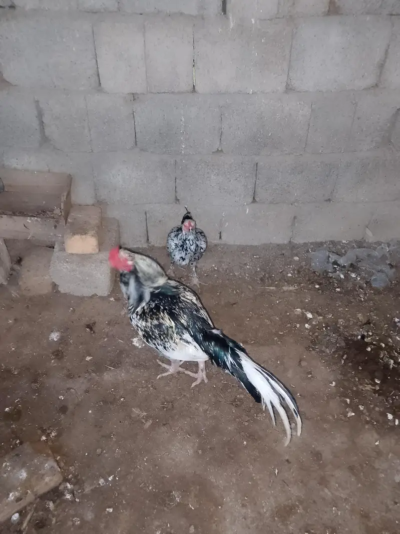 breeding pair — photo 4