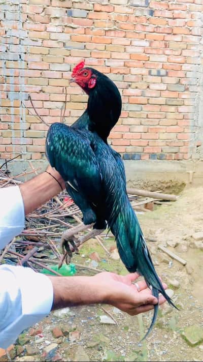 High quality aseel bird mushka