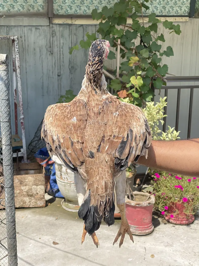 Aseel Madi for sale — photo 4