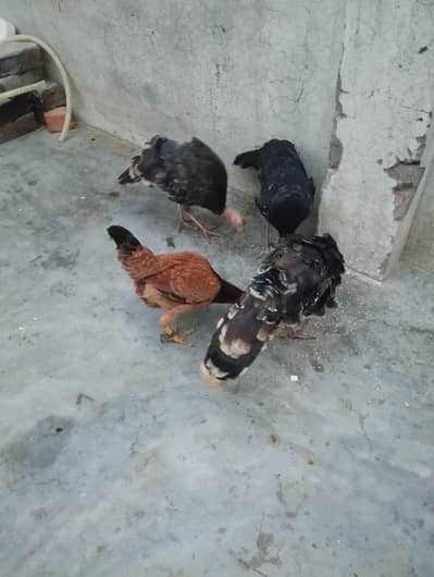 turkey birds 3 hai