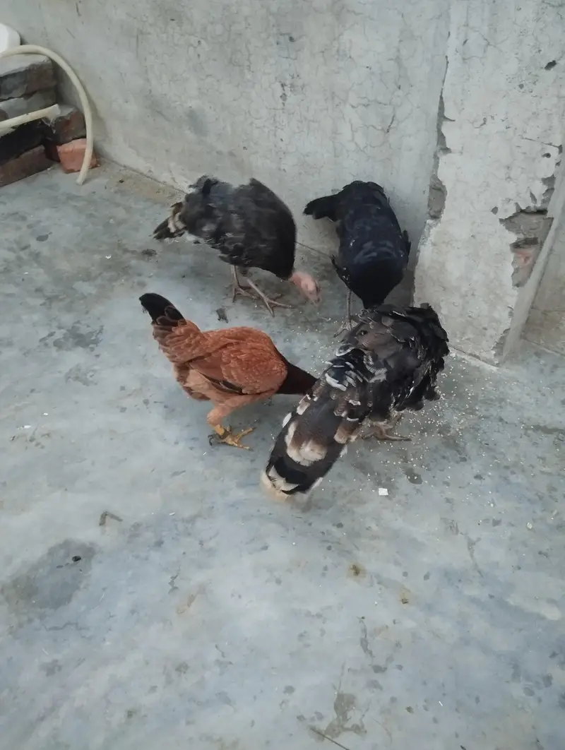 turkey birds 3 hai