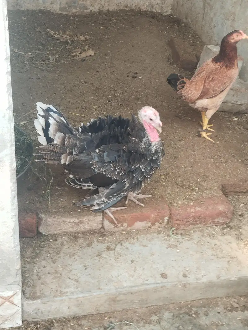 turkey birds 3 hai — photo 2