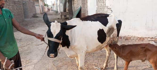 Bachrii for sale. . . .