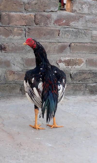 aseel pattha