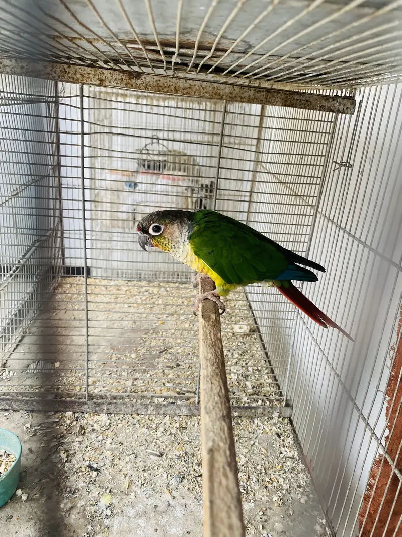 Love Birds — photo 9