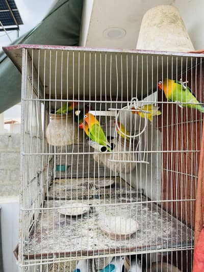 Love Birds